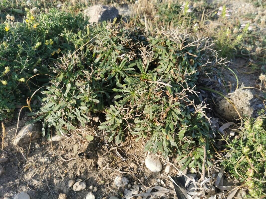 Cichorium spinosum (Cichorium spinosum)