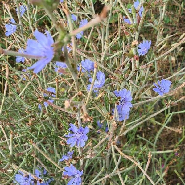 Cichorium spinosum (Cichorium spinosum)