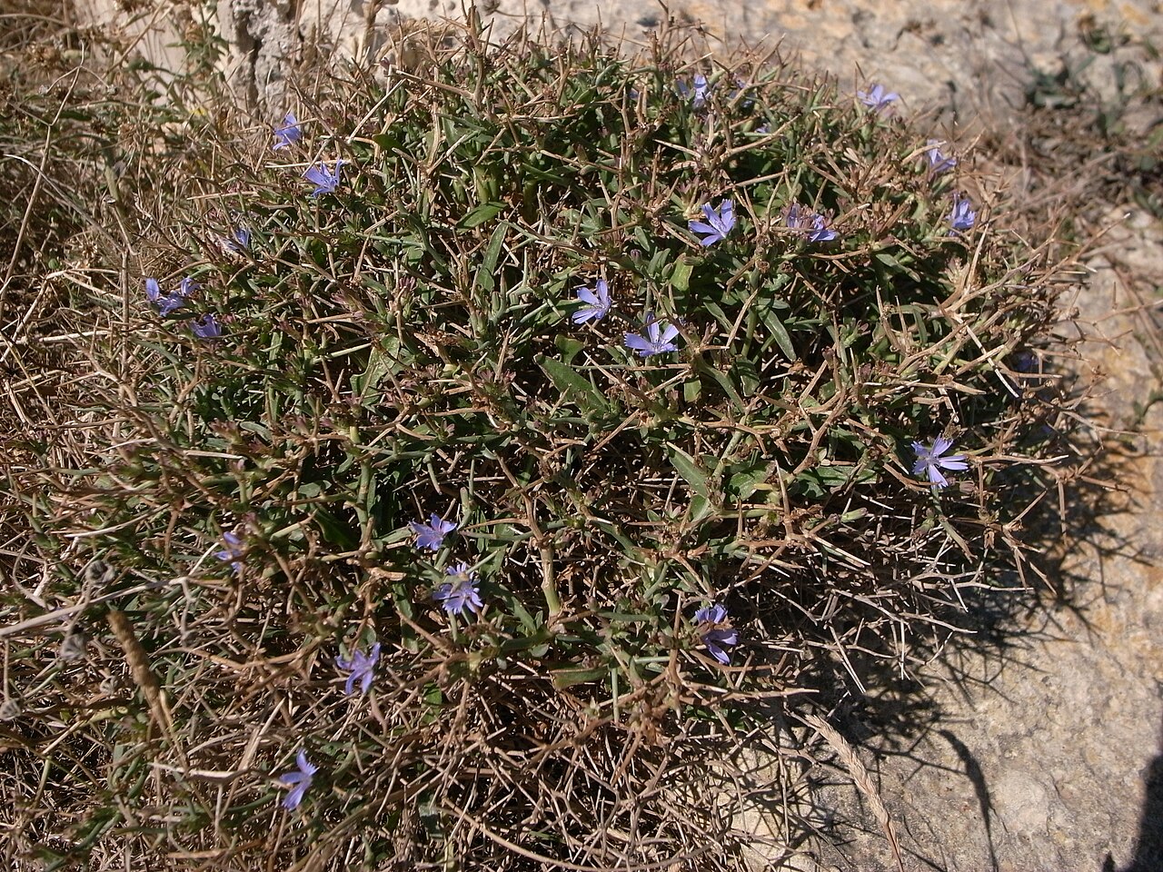 Cichorium spinosum: Cichorium spinosum , Pembroke Range, Malta