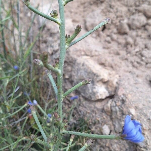 Cichorium spinosum (Cichorium spinosum)