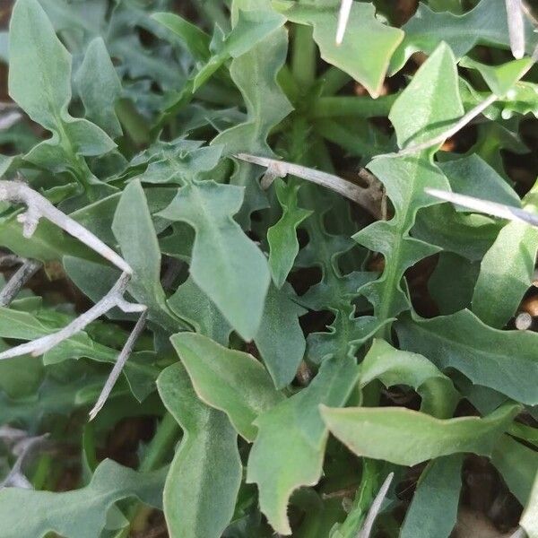 Cichorium spinosum (Cichorium spinosum)