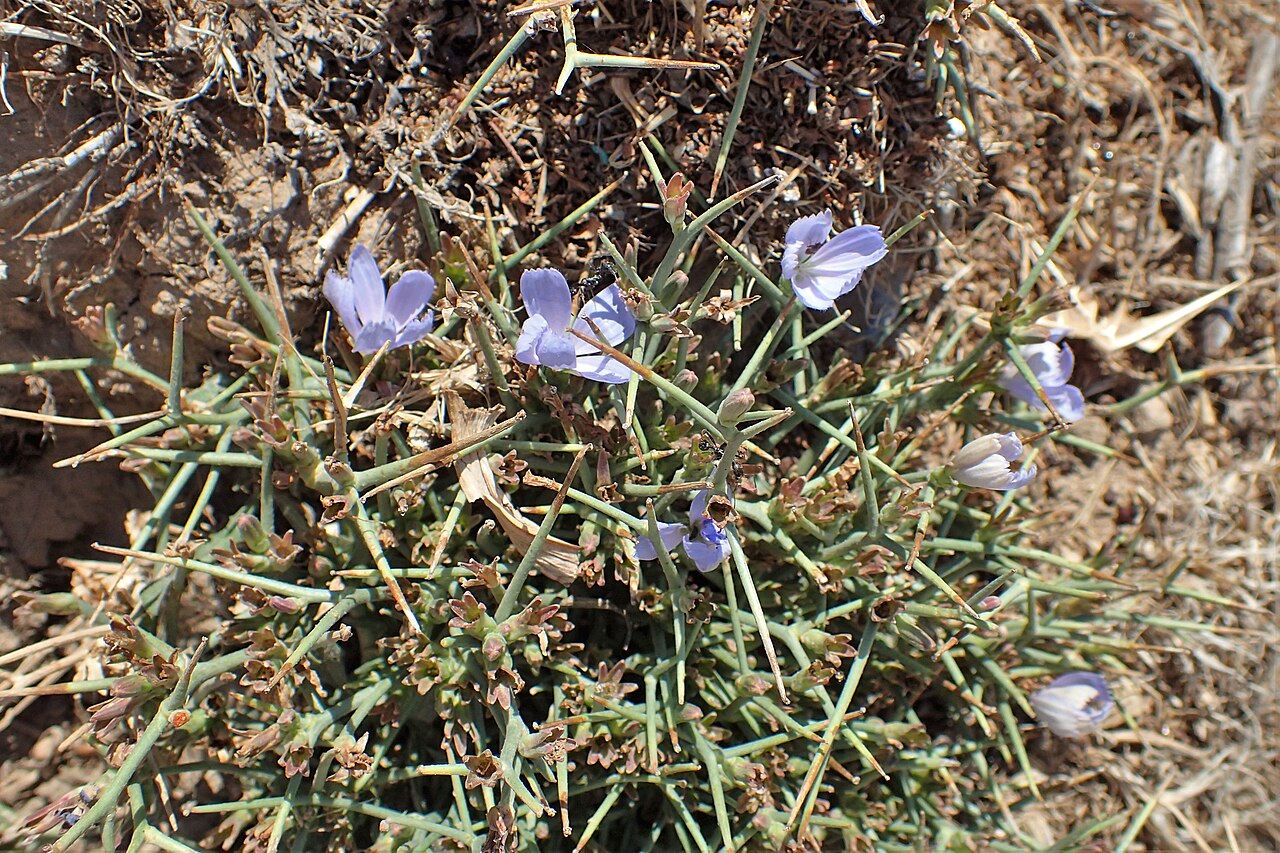 Cichorium spinosum: Cichorium spinosum in Impros Gorge, Crete, Greece.