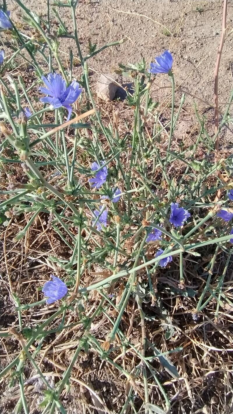 Cichorium spinosum (Cichorium spinosum)