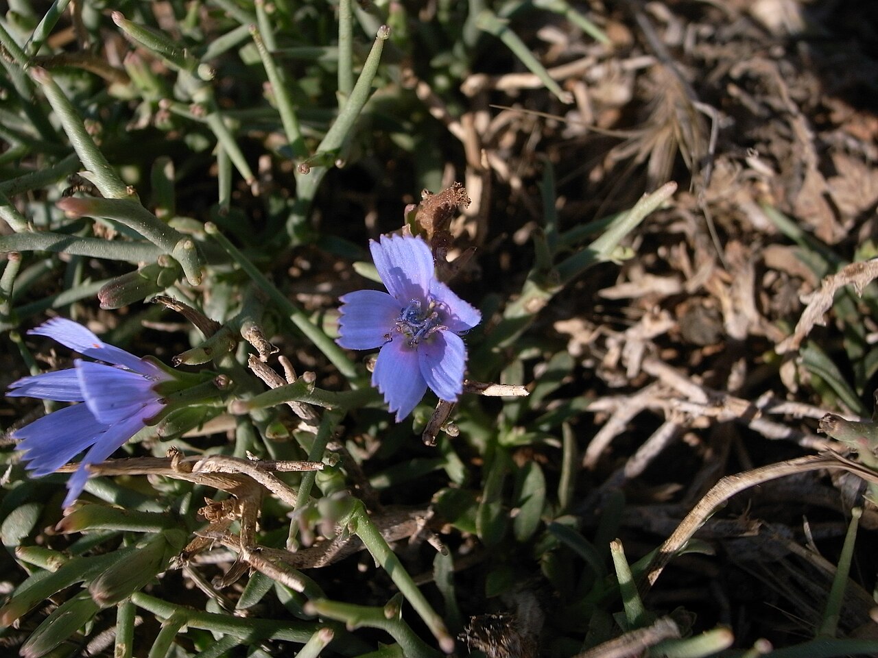 Cichorium spinosum: Cichorium spinosum , Pembroke Range, Malta