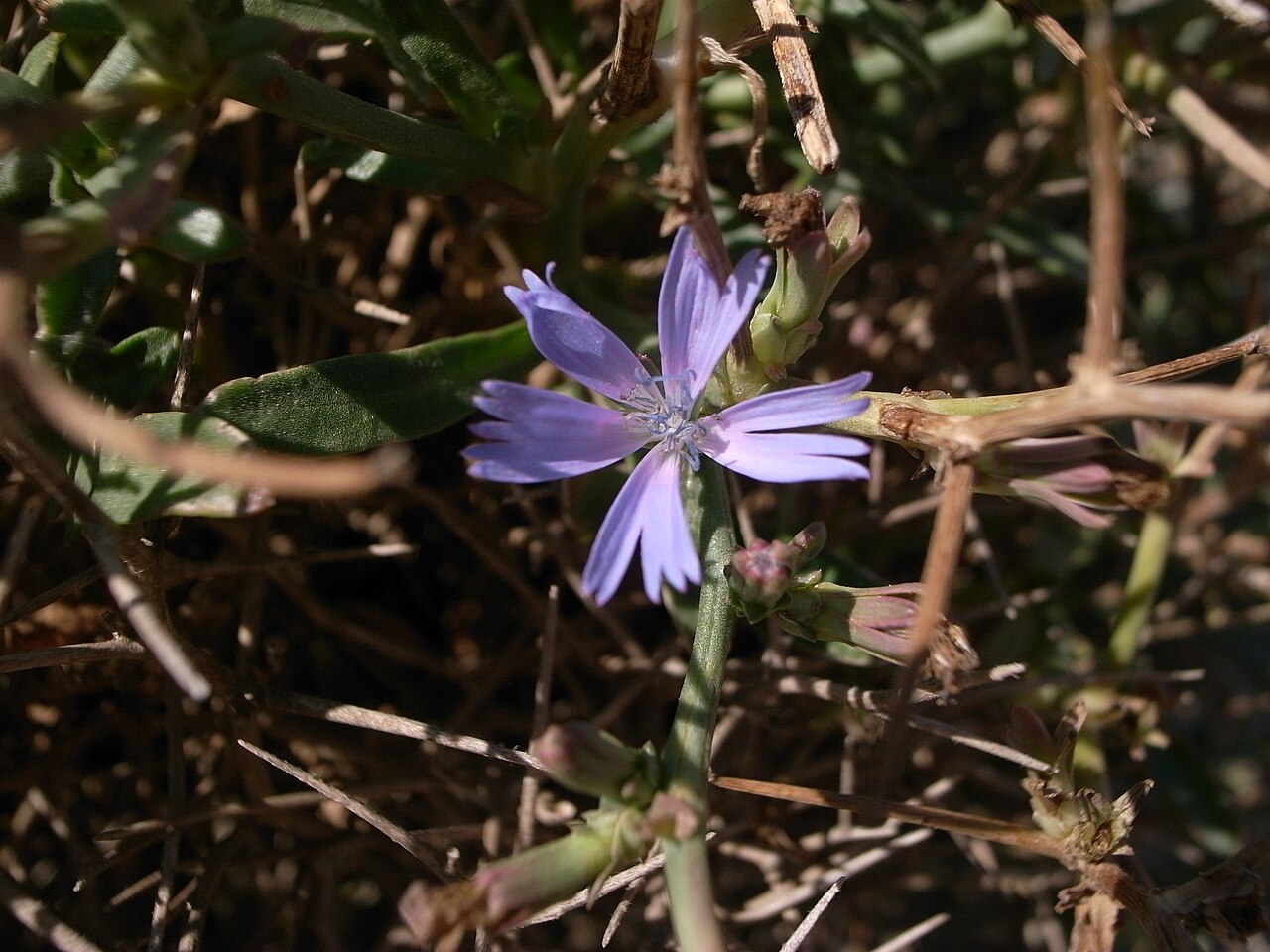 Cichorium spinosum: Cichorium spinosum , Pembroke Range, Malta
