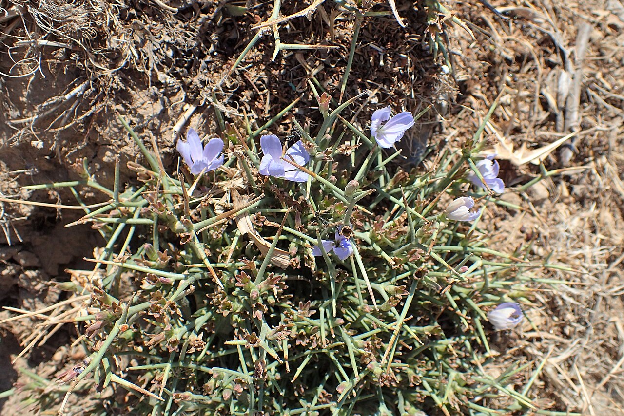 Cichorium spinosum: Cichorium spinosum in Impros Gorge, Crete, Greece.