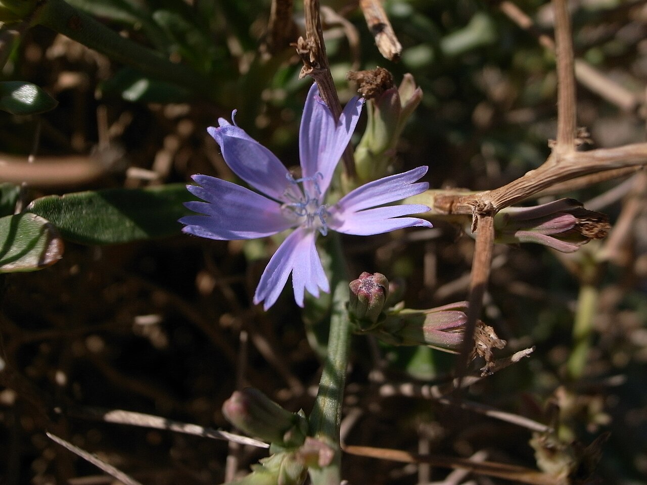Cichorium spinosum: Cichorium spinosum , Pembroke Range, Malta