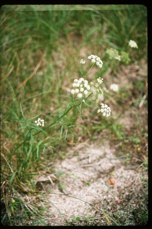 Bulblet-bearing water hemlock: Cicuta_bulbifera_1-eheep