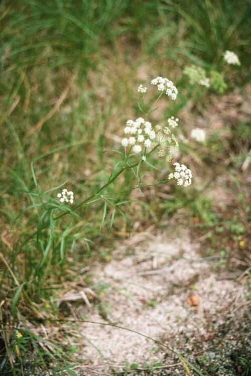 Bulblet-bearing water hemlock: Cicuta_bulbifera_1-eheep