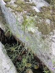Bulblet-bearing water hemlock (Cicuta bulbifera)