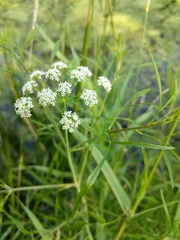 Bulblet-bearing water hemlock (Cicuta bulbifera)