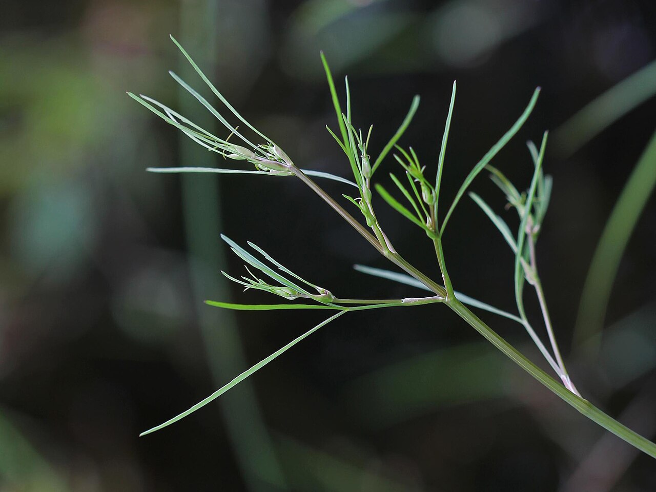 Bulblet-bearing water hemlock: Cicuta bulbifera L. - bulbous waterhemlock - NOTE the bulblets - Delirium Wilderness, Hiawatha National Forest, Chippewa County, Michigan, United States