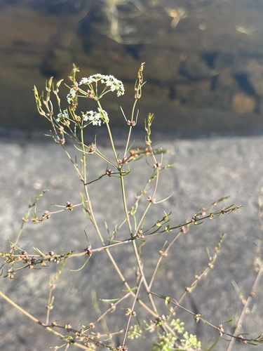 Bulblet-bearing water hemlock (Cicuta bulbifera)