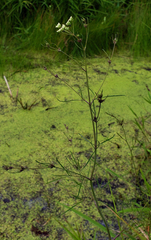 Bulblet-bearing water hemlock (Cicuta bulbifera)