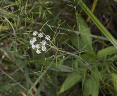 Bulblet-bearing water hemlock (Cicuta bulbifera)