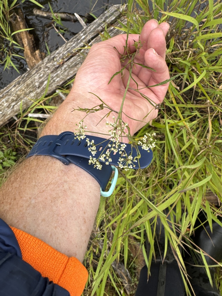 Bulblet-bearing water hemlock (Cicuta bulbifera)