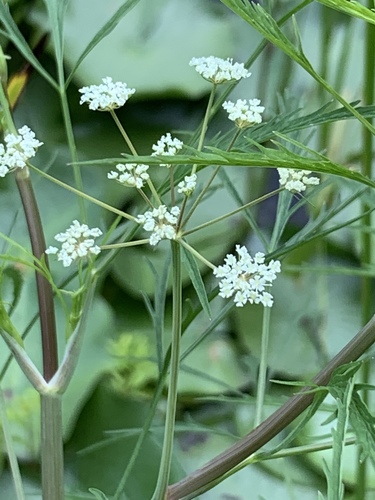 Bulblet-bearing water hemlock (Cicuta bulbifera)