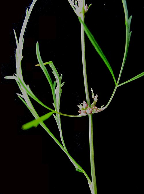Bulblet-bearing water hemlock: Nom français : cicutaire bulbifère. Nom anglais : bulbous water-hemlock. Tige, feuilles et bulbilles de cicutaire bulbifère.