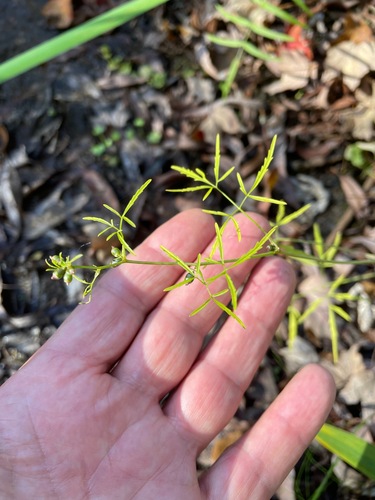 Bulblet-bearing water hemlock (Cicuta bulbifera)