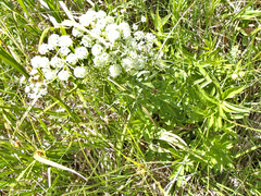 Western water hemlock (Cicuta douglasii)