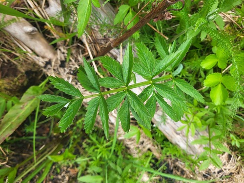 Western water hemlock (Cicuta douglasii)