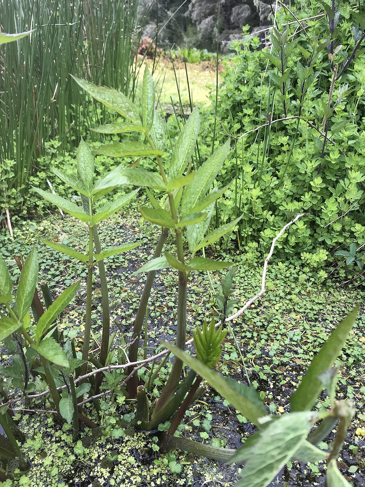 Western water hemlock: Western Water Hemlock ( Cicuta douglasii ) in the United States