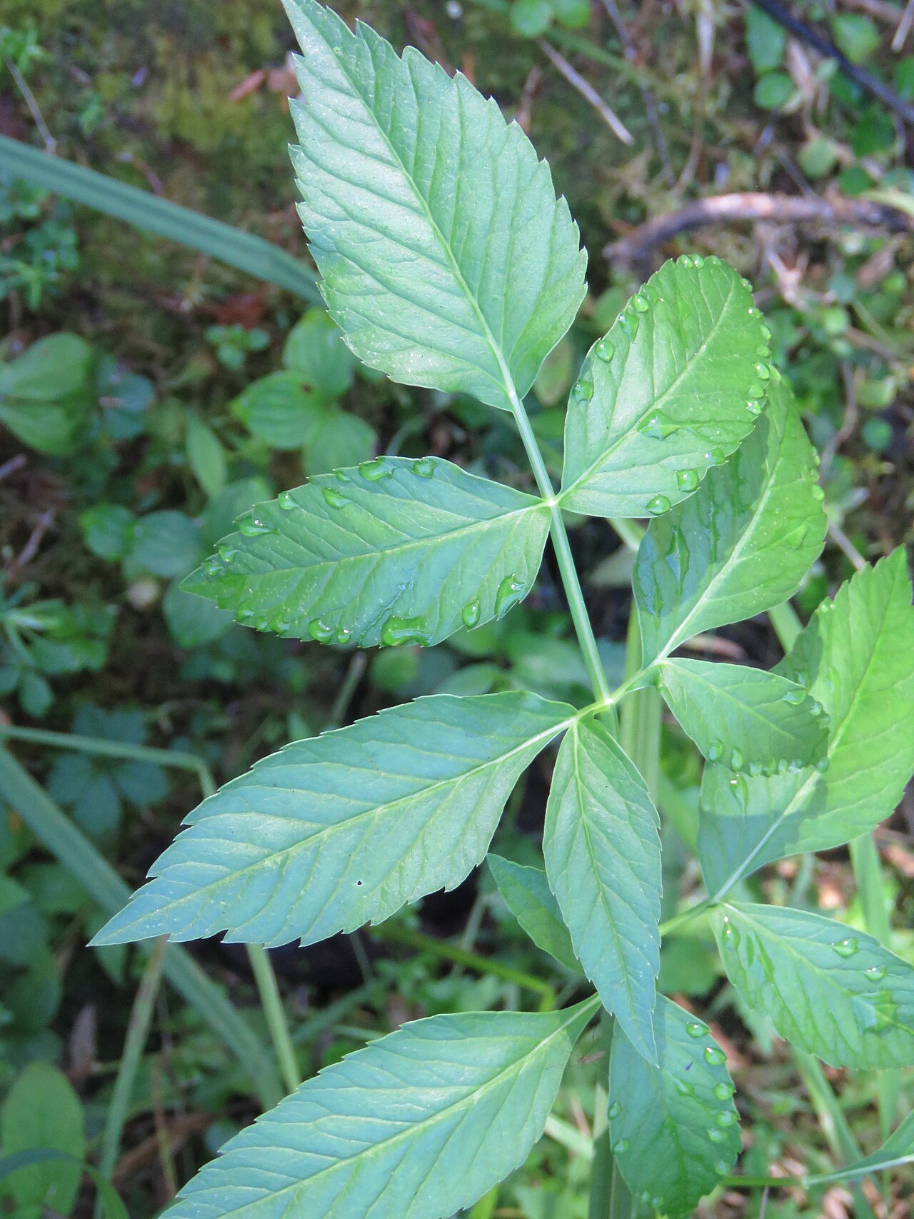 Western water hemlock: Western Water Hemlock ( Cicuta douglasii ) in Canada