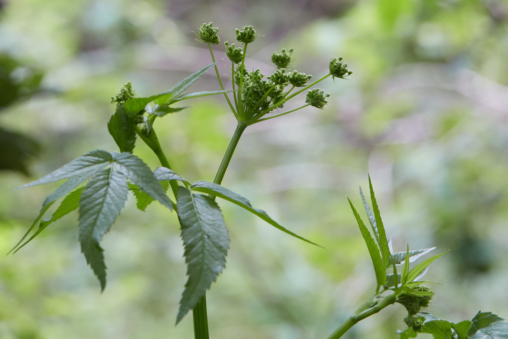 Western water hemlock (Cicuta douglasii)
