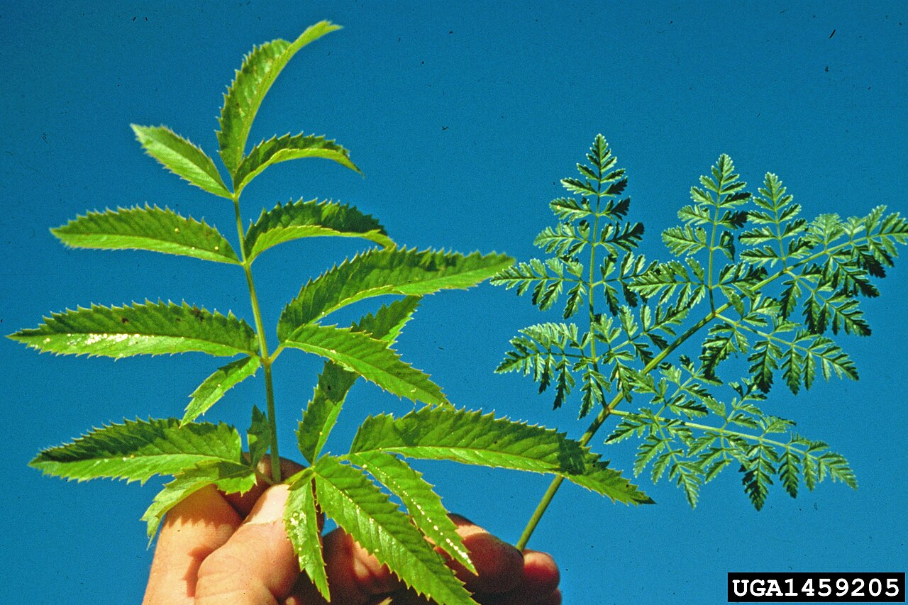 Western water hemlock: Conium maculatum (right) Cicuta douglasii