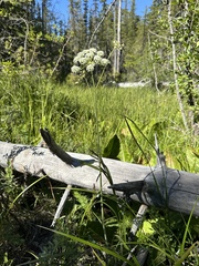 Western water hemlock (Cicuta douglasii)