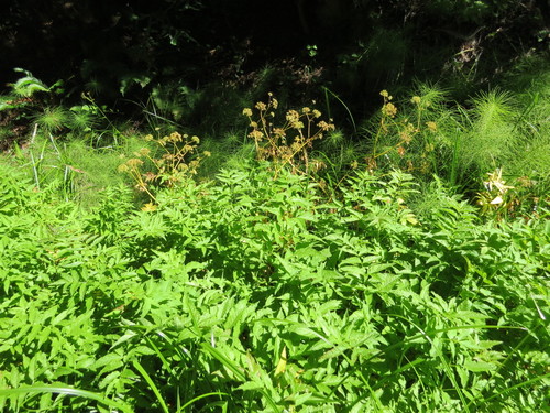 Western water hemlock (Cicuta douglasii)