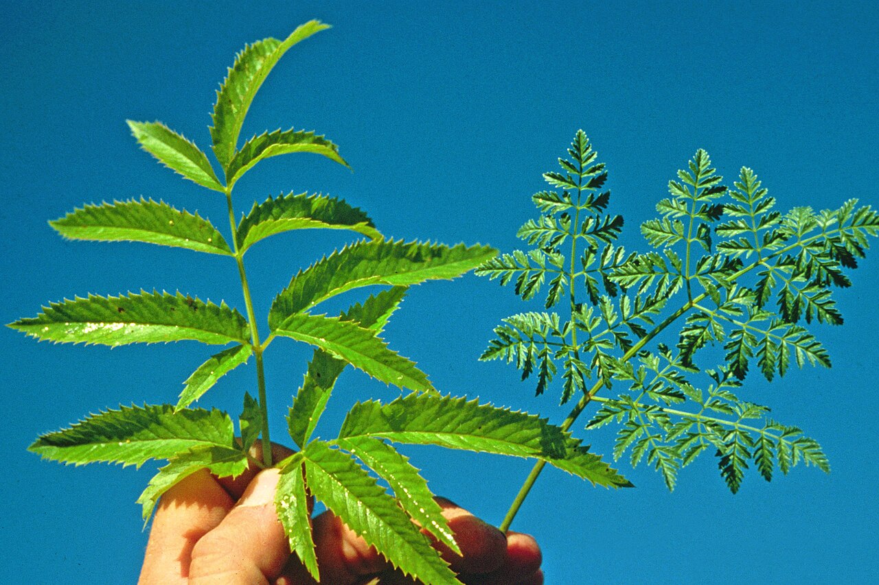 Western water hemlock: western water hemlock & poison-hemlock Cicuta douglasii (DC.) Coult. & Rose & Conium maculatum L. Descriptor: Foliage Description: the leaf on the right is from