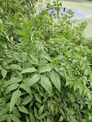 Western water hemlock (Cicuta douglasii)