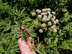 Western water hemlock (Cicuta douglasii)