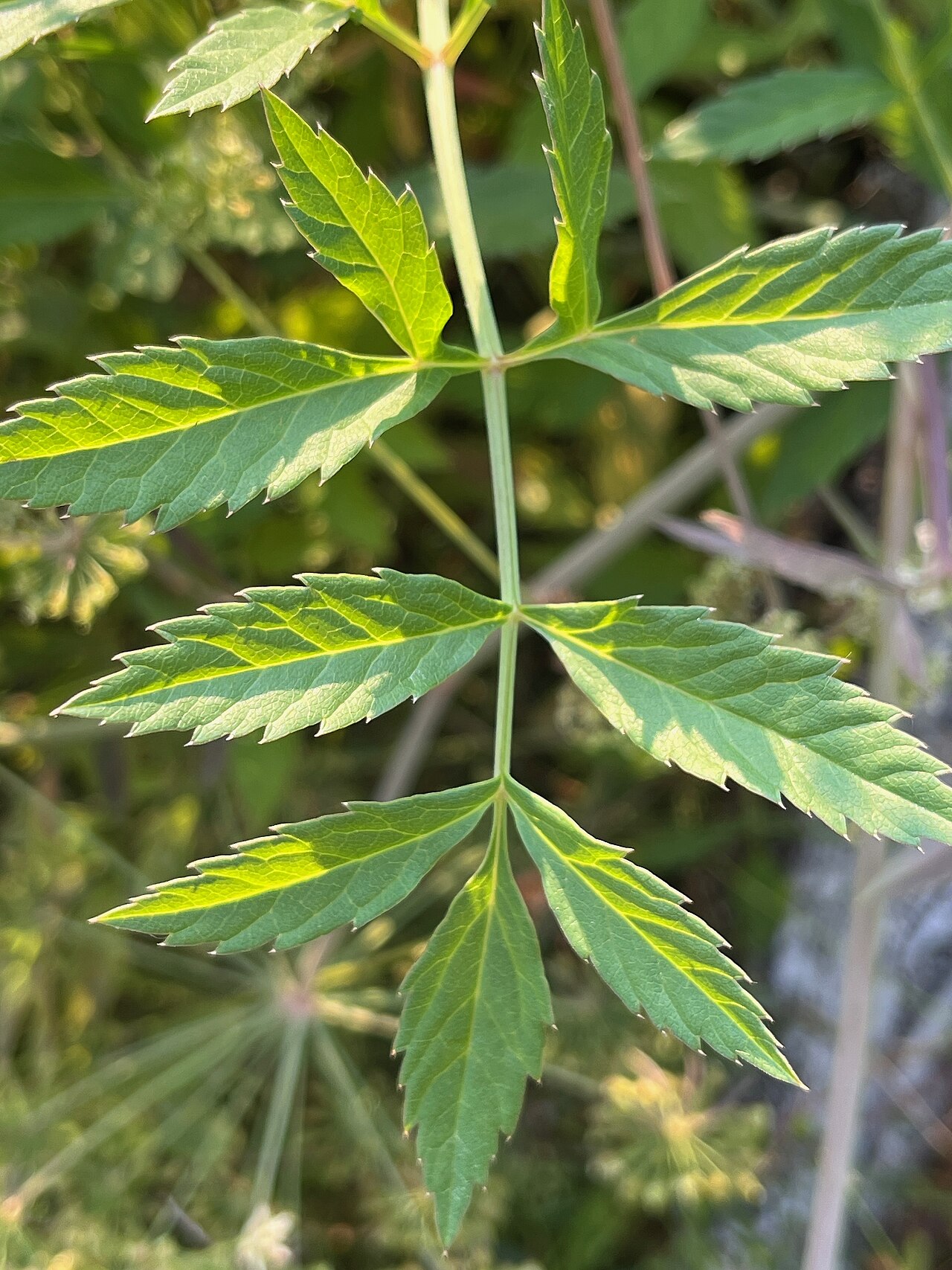 Western water hemlock: Leaf detail, showing distinctive venation (see text).