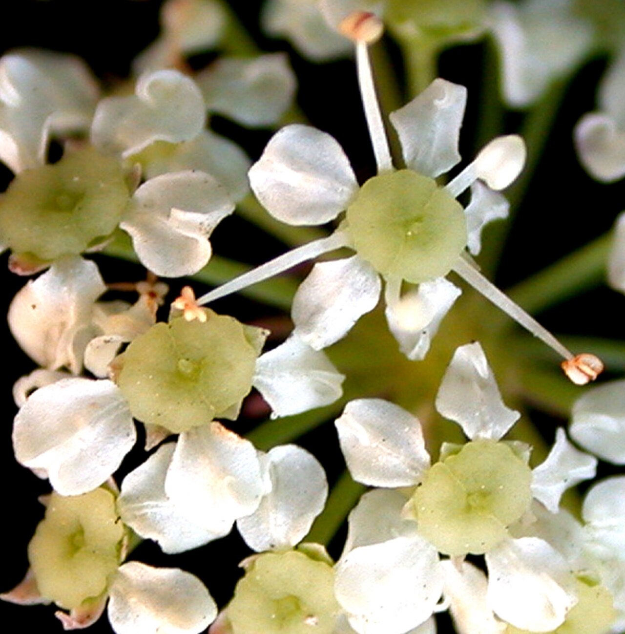 Spotted water hemlock: Nom français : cicutaire maculée. Nom anglais : spotted water-hemlock. Fleurs de cicutaire maculée, vue de dessus.