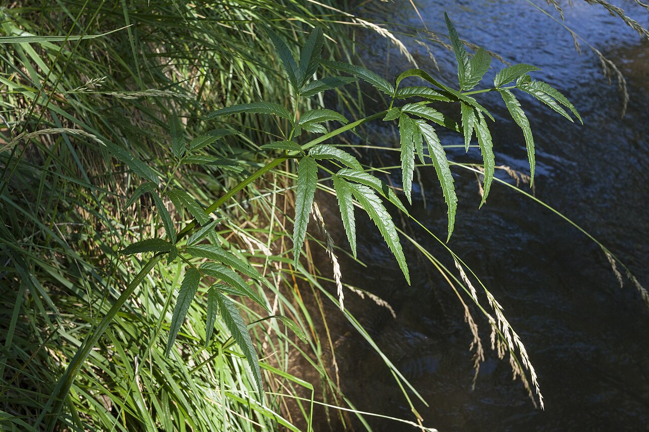 Spotted water hemlock: Cicuta maculata , northwestern base of the Sacramento Mountains at Tularosa Creek on the east side of Bent, 33.158 -105.846, Otero County, New Mexico, 28 Jun 20