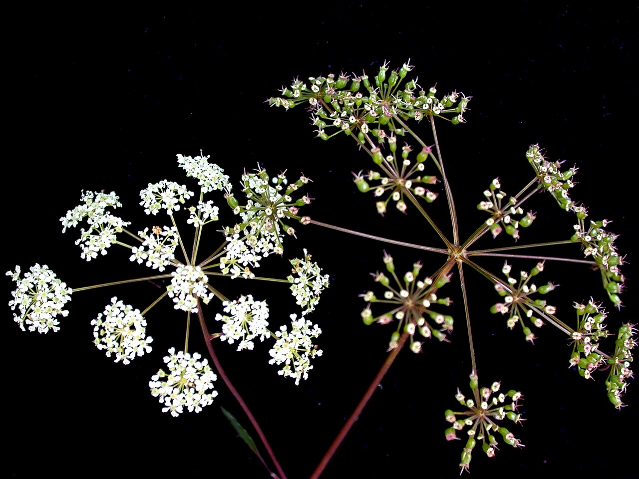 Spotted water hemlock: Nom français : cicutaire maculée. Nom anglais : spotted water-hemlock. inflorescence (ombelle composée, ombellules, fleurs) et infrutescence (ombelle composée,