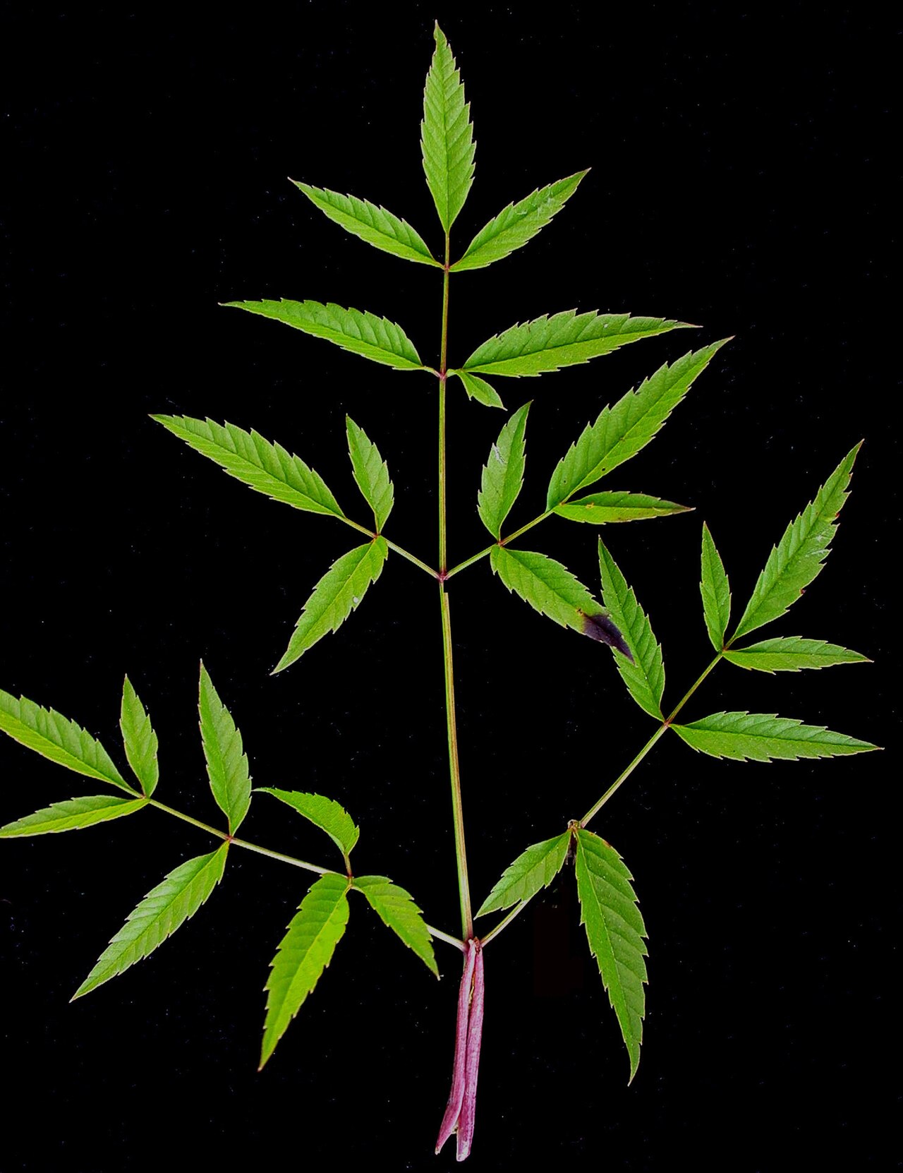 Spotted water hemlock: Nom français : cicutaire maculée. Nom anglais : spotted water-hemlock. Feuille basilaire de cicutaire maculée, vue de dessus.