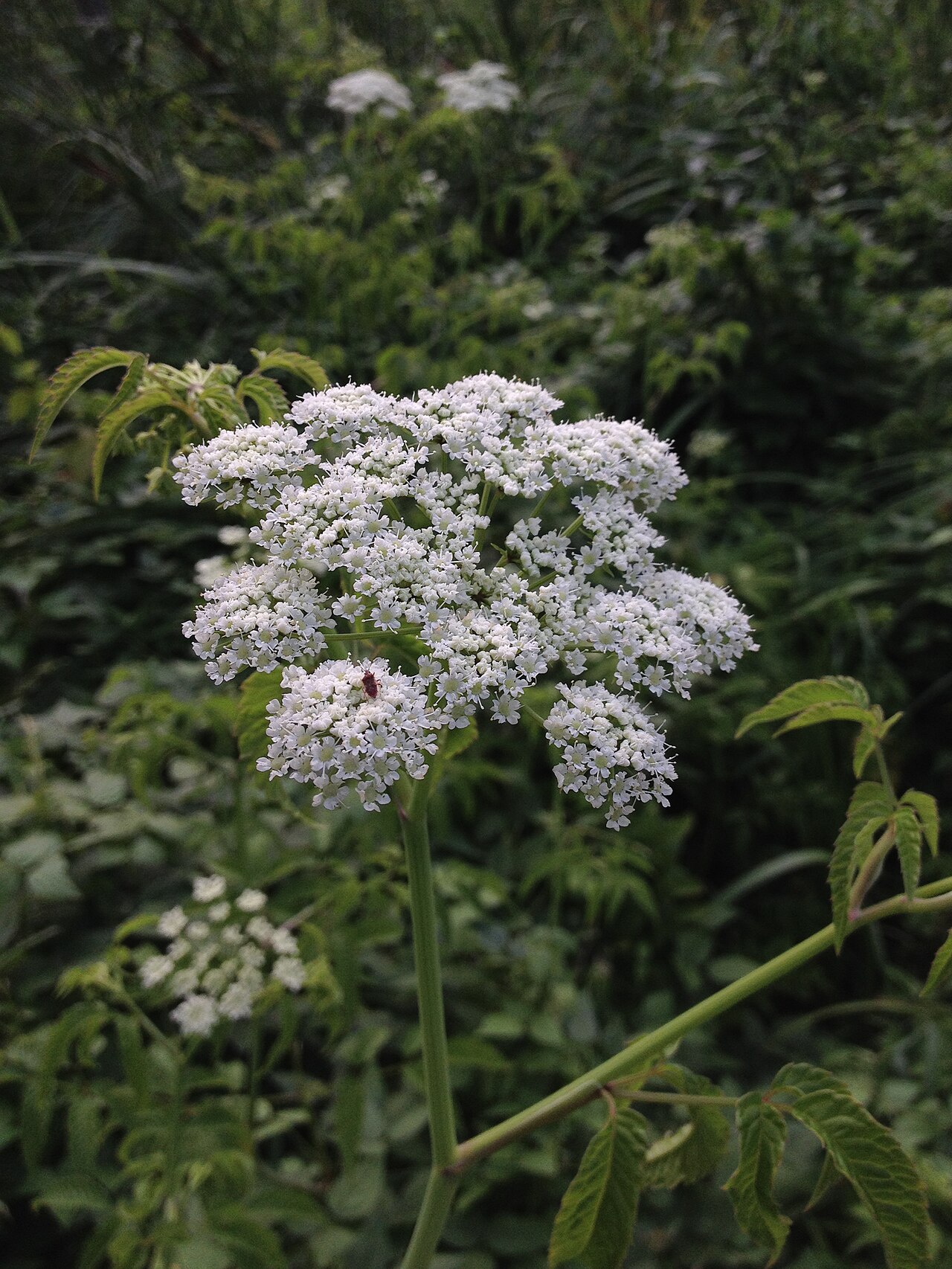 Spotted water hemlock: Photo of Cicuta maculata in flower. This is a native plant growing wild on Theodore Roosevelt Island, in Washington, D.C., USA. This species is a member of the