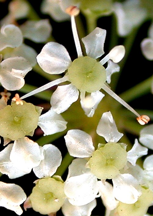 Spotted water hemlock: Nom français : cicutaire maculée. Nom anglais : spotted water-hemlock. Fleurs de cicutaire maculée, vue de dessus.