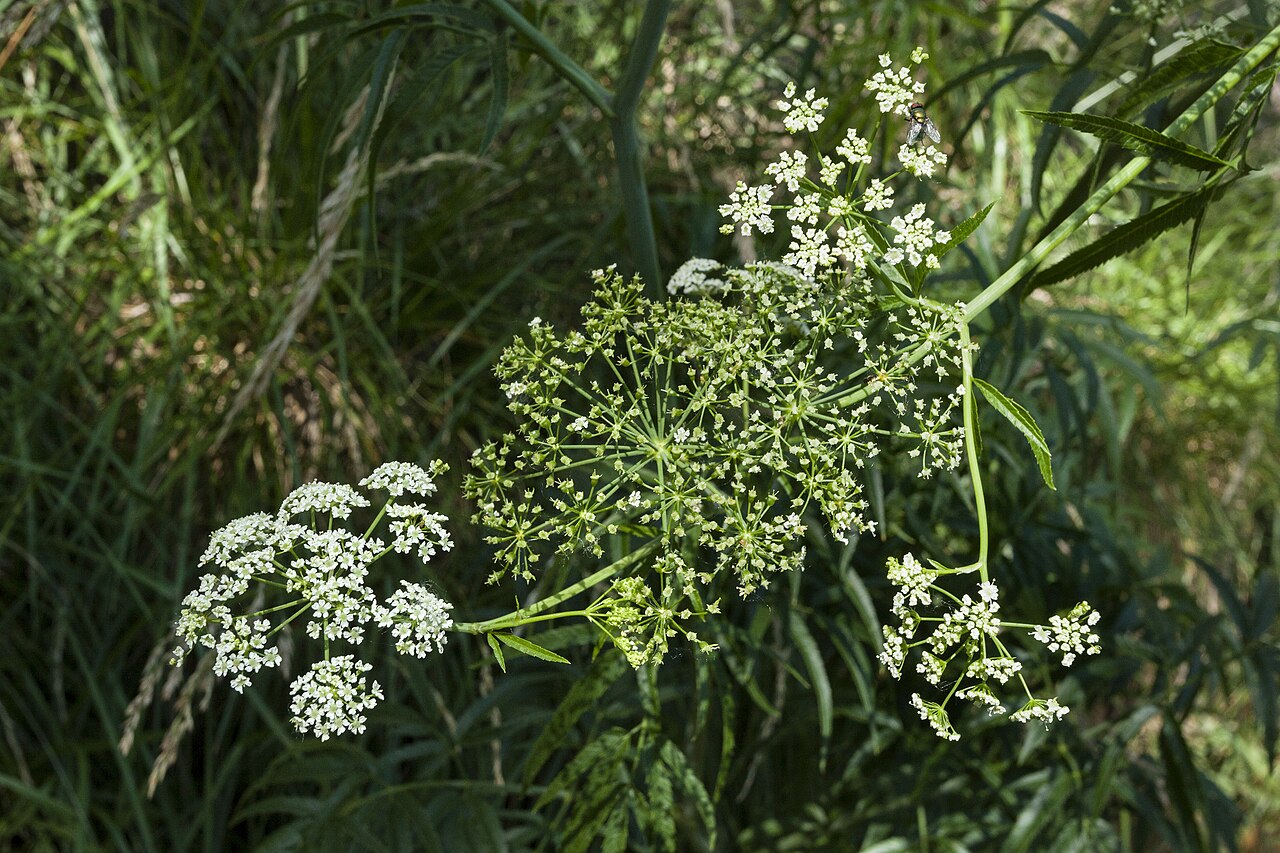 Spotted water hemlock: Cicuta maculata , northwestern base of the Sacramento Mountains at Tularosa Creek on the east side of Bent, 33.158 -105.846, Otero County, New Mexico, 28 Jun 20