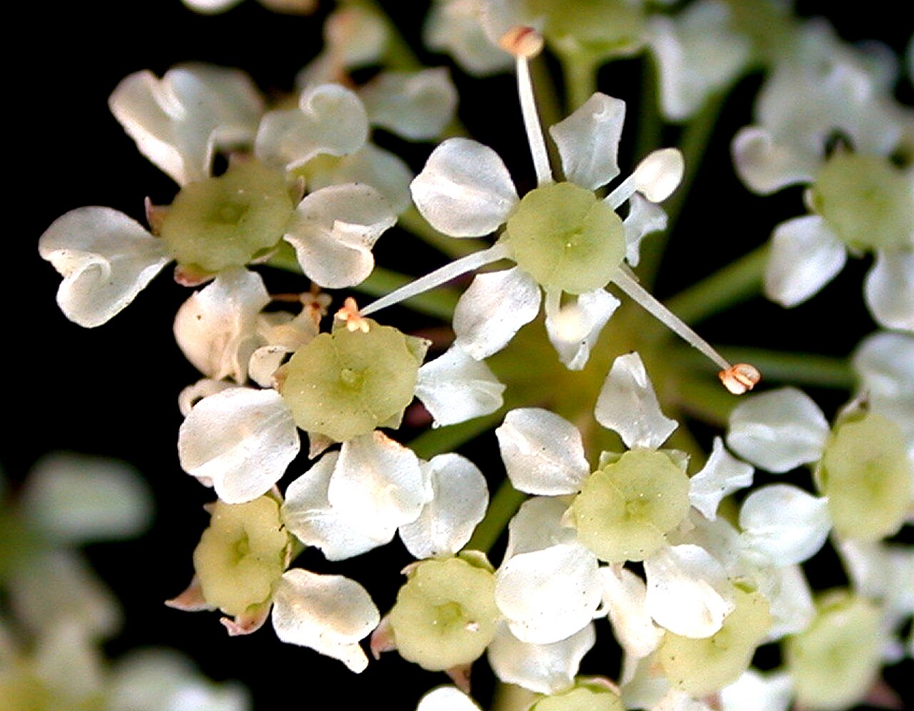 Spotted water hemlock: Nom français : cicutaire maculée. Nom anglais : spotted water-hemlock. Fleurs de cicutaire maculée, vue de dessus.