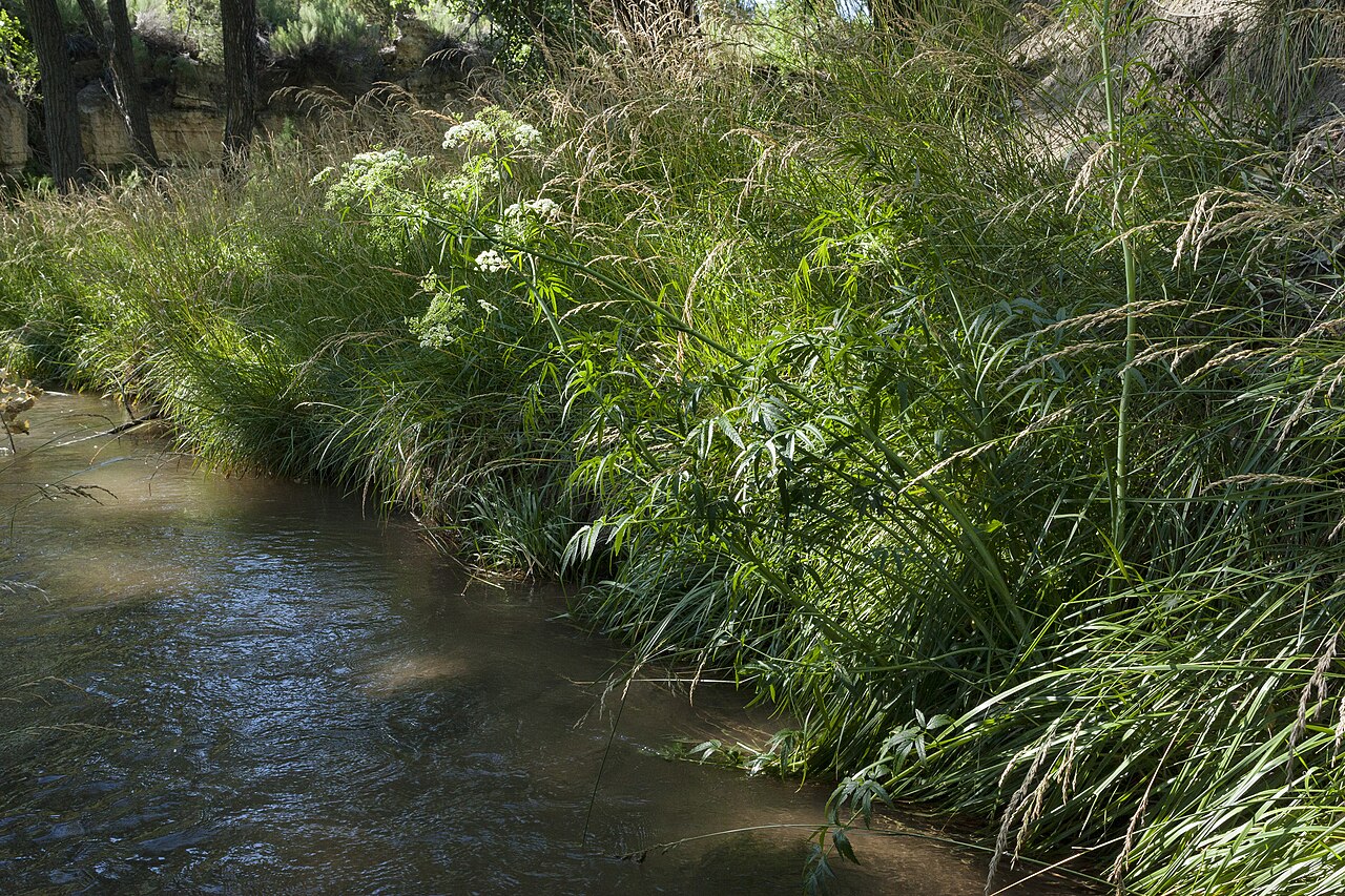 Spotted water hemlock: Cicuta maculata , northwestern base of the Sacramento Mountains at Tularosa Creek on the east side of Bent, 33.158 -105.846, Otero County, New Mexico, 28 Jun 20