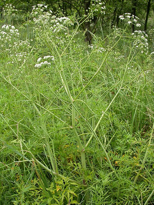 Mackenzie's water hemlock: Cicuta virosa Creutzwald (Moselle), France
