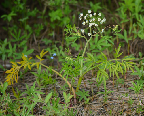 Mackenzie's water hemlock: Water hemlock and the picture is taken on the north end of Linnerudsjøen in Stange in Norway.