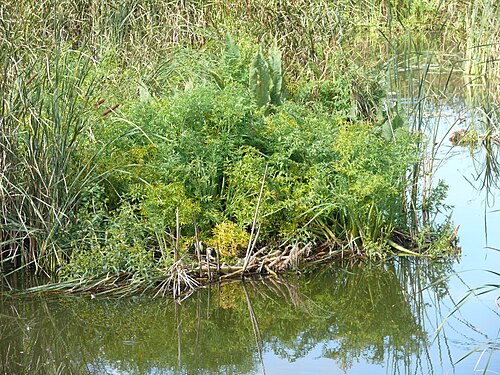 Mackenzie's water hemlock: Cicuta virosa , Virngrund, Deutschland