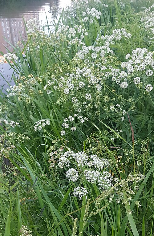 Mackenzie's water hemlock: Cowbane