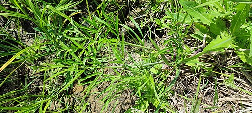 Mackenzie's water hemlock: Cowbane