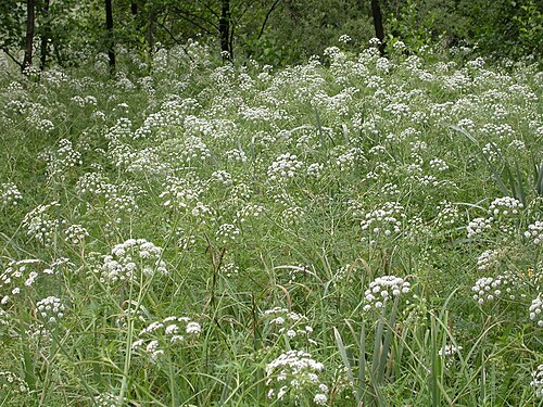 Mackenzie's water hemlock: Cicuta virosa Creutzwald (Moselle), France